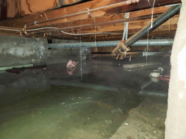 Best Carpet water damage restoration  in Long Grove, IL
